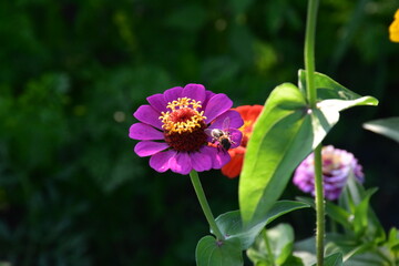 Violet Yellow Zinnia in Full Bloom
