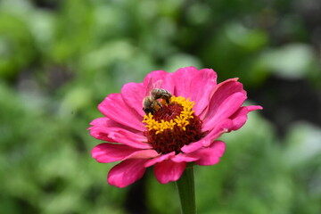 Vibrant Purple Zinnia in Full Bloom