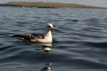 seabird
