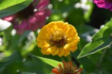 Vibrant Yellow Zinnia in Full Bloom