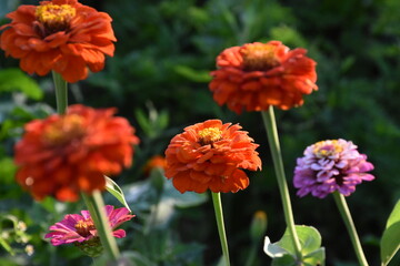 Red Yellow Zinnia in Full Bloom