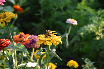 Vibrant Yellow Zinnia in Full Bloom