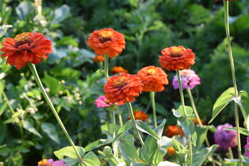 Red Yellow Zinnia in Full Bloom