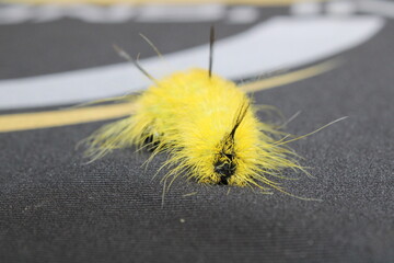 fuzzy caterpillar yellow