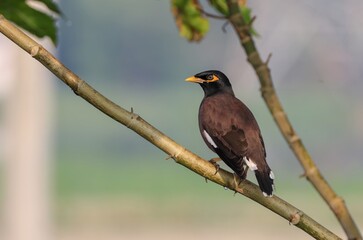 Common myna or Indian myna, sometimes spelled mynah, is a bird in the family Sturnidae, native to Asia.
