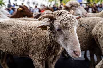 Transhumance Festival with hundreds of sheep and goats crossing the most central streets of Madrid.
