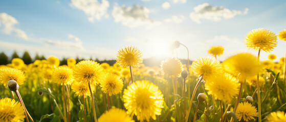 Many yellow dandelion flowers - Powered by Adobe