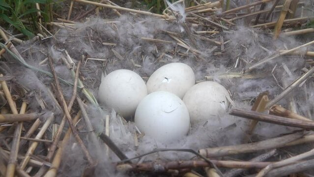 Time of birth. Greylag goose (Anser anser) eggs have hatched and in day chicks will be born. Crack in shell precedes cutting off infundibular part with help of egg tooth of embryo. Oology. Baltic sea