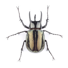 Male of the Atlas beetle (Chalcosoma atlas) isolated on white