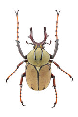 Beetle (Dicranocephalus wallichii) isolated on white