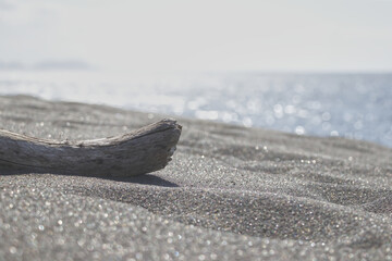 砂浜に打ち上げられた流木