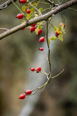 wild berries from the Albarracín forest (Spain)