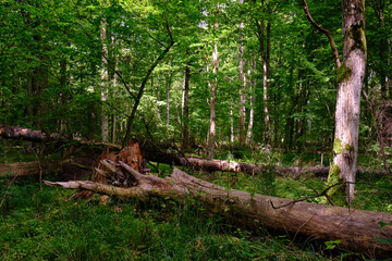 Fototapeta premium Moss wrapped part of broken hornbeam lying