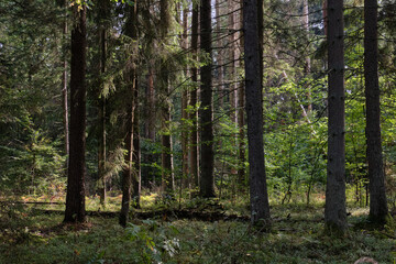 Obraz premium Shady mixed tree stand in morning