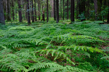 Floral background with Western Bracken fern