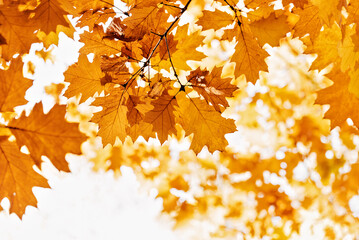 Autumn nature background. Low angle view of oak Orange and red autumn leaves in beautiful fall park.