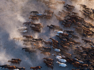 Wild Yilki Horses (Vahşi Yılkı Atları) in the Dust Drone Photo, Hürmetci Village Hacılar,...