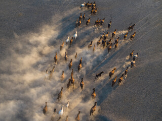 Wild Yilki Horses (Vahşi Yılkı Atları) in the Dust Drone Photo, Hürmetci Village Hacılar,...