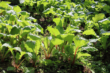 長崎のペンギン水族館の赤かぶ