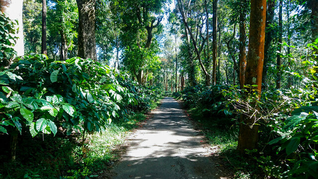 Landscape of coffee plantation from Nelliyapathi, Kerala