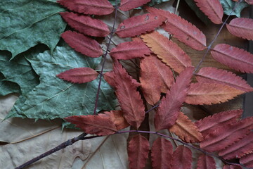 dry leaves of various plants, autumn herbarium