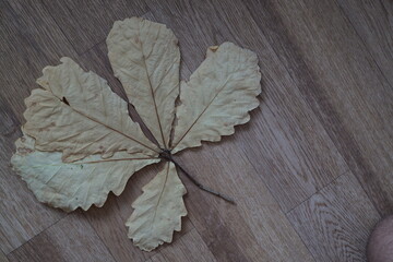 dry leaves of various plants, autumn herbarium