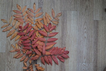 dry leaves of various plants, autumn herbarium