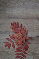 dry leaves of various plants, autumn herbarium