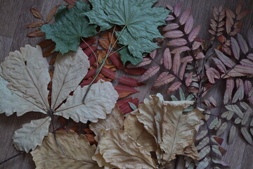 dry leaves of various plants, autumn herbarium