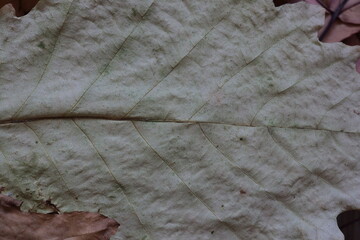 dry leaves of various plants, autumn herbarium