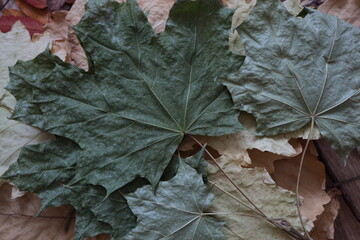 dry leaves of various plants, autumn herbarium