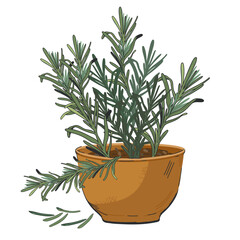 Rosemary plant known for its aromatic leaves and culinary uses. Rosemary the flavor of various dishes and spices, isolated hand drawn vector illustration. Rosemary in pot for food labels.