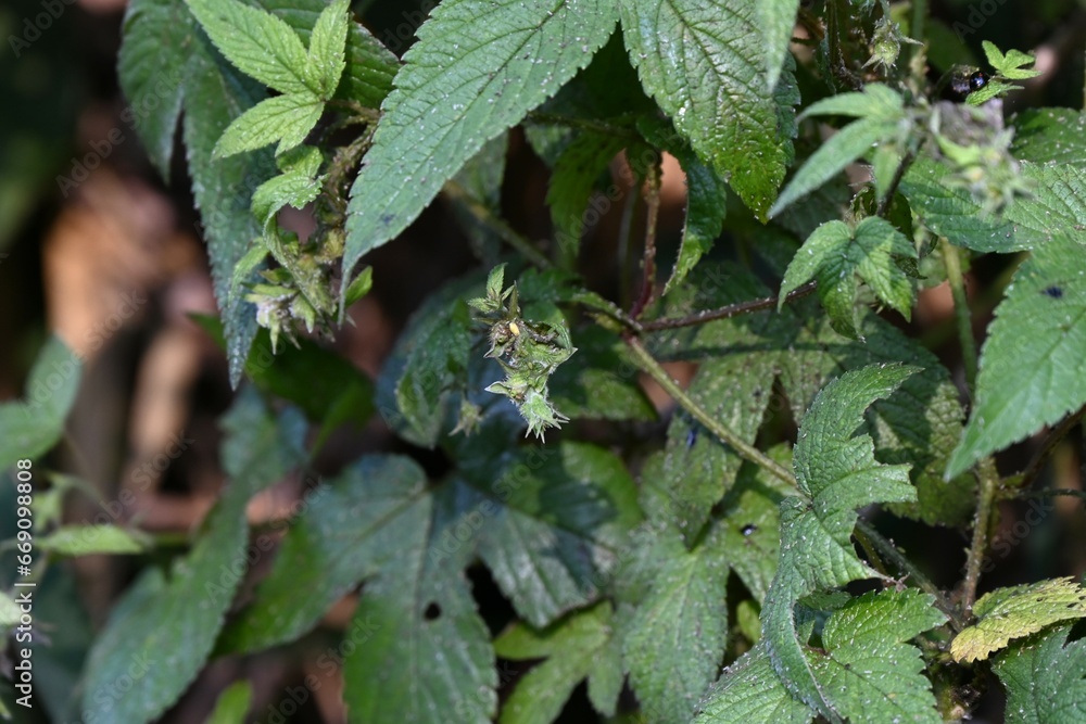 Sticker japanese hop ( humulus japonicus ) fruits. cannabaceae dioecious annual vine. flowering period is fr