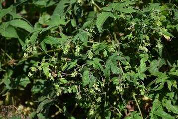 Japanese hop ( Humulus japonicus ) fruits. Cannabaceae dioecious annual vine. Flowering period is...