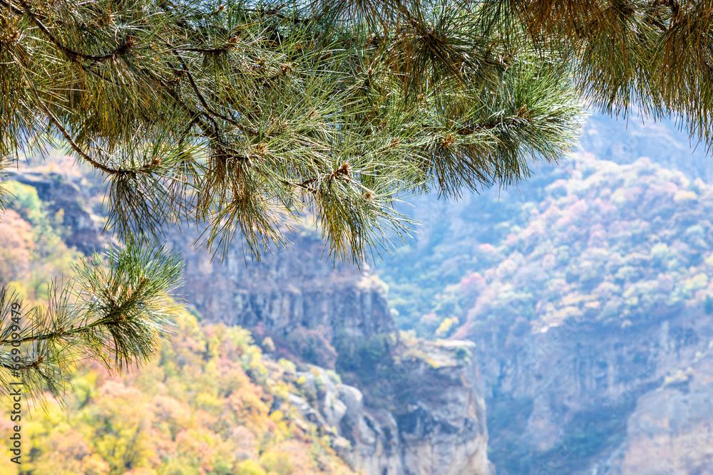 Wall mural natural background - pine tree twig and overgrown mountain slopes of gorge near geghard in armenia o