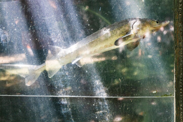 live sturgeon swims in outdoor glass aquarium of armenian country restaurant on sunny day