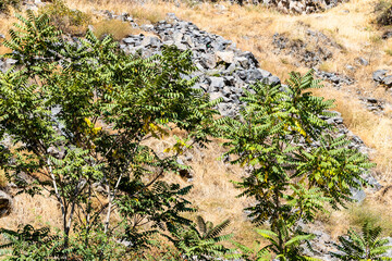 green trees in mountain Garni gorge in Armenia on sunny autumn day