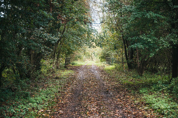 path in the woods