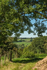 Fototapeta premium Tree and fence in lush hilly countryside in summer.