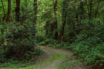 Path in lush forest during summer.