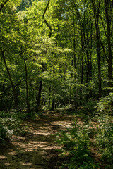 Path in lush deciduous forest in summer.