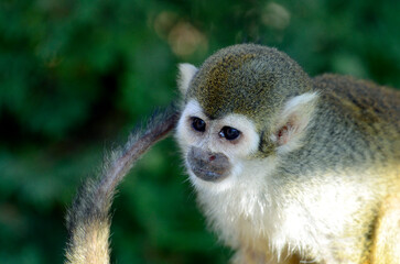 Obraz premium リスザル