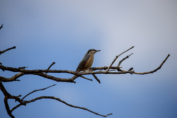 Adult Eurasian Nuthatch perched on a tree branch with blue sky in the background