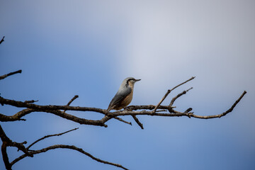 Adult Eurasian Nuthatch perched on a tree branch with blue sky in the background