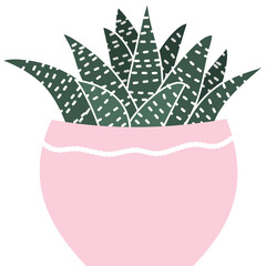 Cute succlent clear background