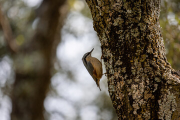 Adult Eurasian Nuthatch camouflaged with the bark of an oak