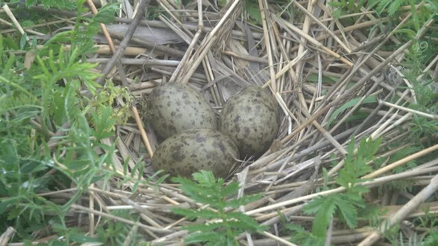 Scandinavian Lesser black-backed gull (Larus fuscus fuscus) nest on the islands of the eastern part of the Gulf of Finland, the Baltic Sea. Mixed colony with Herring Gull