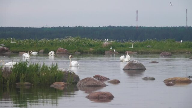 Mute swans (Cygnus olor) in Baltic sea. Males take graceful attractive poses, but... in this way they express hatred towards neighbor. Territorial behavior. females sit on nests in tern-gull colony