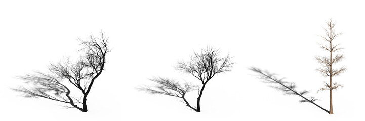 big tree, isolated on white background, 3D illustration, cg render
