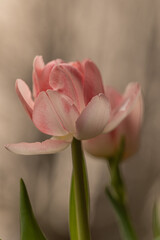 Tulpen zartrosa